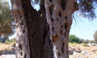 Olive trees - cultural-historical examination of the olive tree