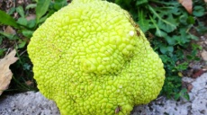 Milk-Orange Tree or Maclura - Thessalonica confuses the visitor