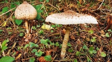 Hiking - Giant Parasol Mushroom at Lake Garder