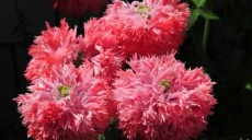 Flowering period of the peony poppy - pink in the garden
