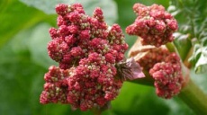 Rhubarb - origin and history of cultivation