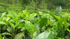 Rize – Besuch zur Teeernte