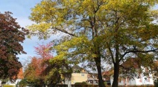The Robinia or Black locust is coming - slowly but continuously