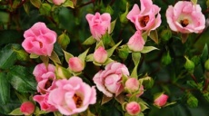 Trip-advice - Visit the European Rosarium in Sangershausen