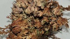 Rose of Jericho - the resurrection plant
