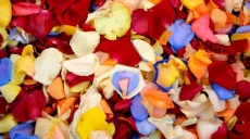 Rosenöl - ein Duftstoff von Griechen und Römern entwickelt