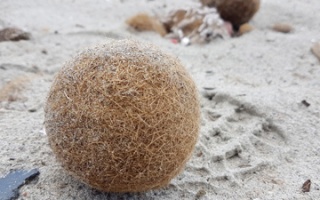 Sea balls on the beach of Durres - in large quantities