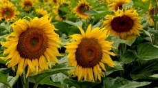 Sonnenblumen - Heliotropismus und Grundstoff für Lebensmittel