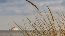 Beach grass - a native plant of particular use
