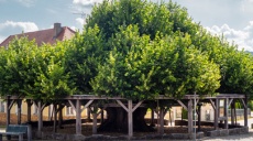 Tanzlinden - Bäume uralter Bedeutung und Funktion