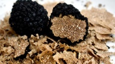 Truffles in Switzerland near Yverdon-les-Bains