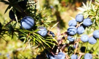 Juniper - bushes and fruits along the way