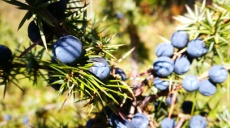 Juniper - bushes and fruits along the way