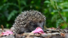 Forest is not an amusement park!