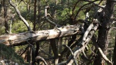 Bauboom gefährdet Waldbestand in der Türkei