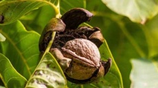 The real walnut - imposing giant trees in Eigeltingen