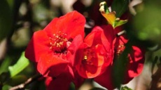 The red flowering of the quince - springtime appearing!