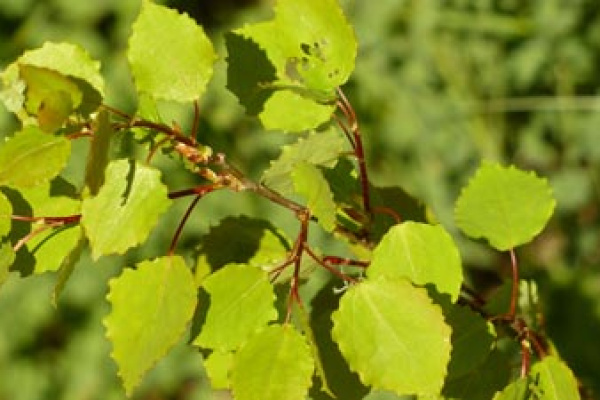 Aspen - For International Day of Forests on March 21 