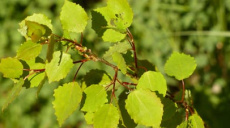 Aspen - For International Day of Forests on March 21 