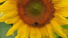 The health-promoting spoonful of honey in the morning