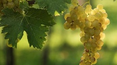 Muskateller – a pleasure as a grape