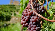 Discover the Unstrut river and gain knowledge of wine