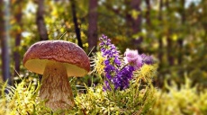 Porcini mushrooms - a food specialty from the forest