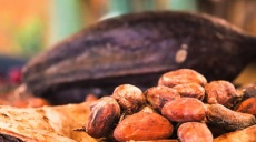 Cocoa - a natural product from the tropical rainforest