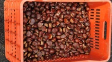 Chestnuts - harvesting and tasting - an evening in Rapsani