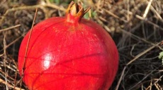 Granatapfel - auch als Saft oder Marmelade ein Genuss
