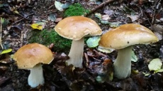 Collecting mushrooms at the Campsite Princeplatz in Slovenia