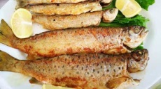 Zum Forellenessen nach Pogradec - preiswert und lecker