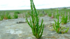Salsola - delicious salad from salty marshes of the Aegean Sea