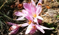 Safran - kostbare Blume und Gewürz der Liebe