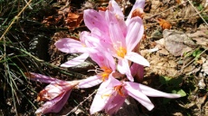 Safran - kostbare Blume und Gewürz der Liebe