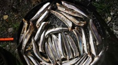 Am Camperstopp Zampetas - frittierte griechische Sardellen