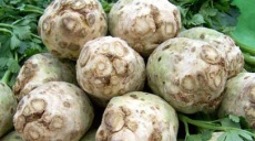 Celery - a medicinal plant suitable for daily consumption