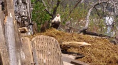 Herstellung von Fladenbrots 