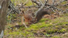 Meeting an active squirrel at the Castle in Ohrid