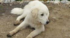 Šarplaninac - a powerful guard dog of shepherds