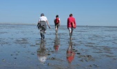 Wattwanderung zur Vogelschutzinsel nach Minsener Oldeoog