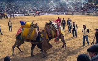 Der historisch legendäre Kamelkampf von Selçuk