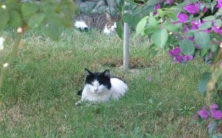 Gazipaşa und die Wochenmärkte