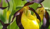 A destination: Lechtal when the lady's slipper is blooming